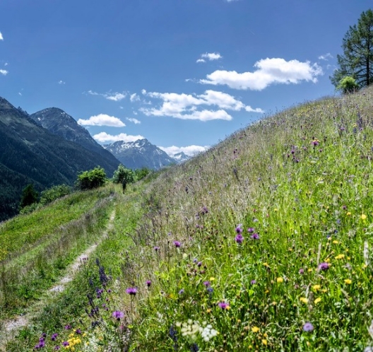 Wandeling Guarda Alpenweide