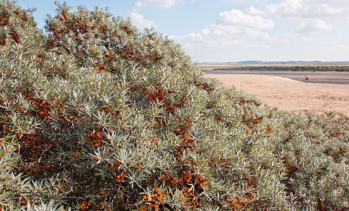 Dagwandeling Castricum