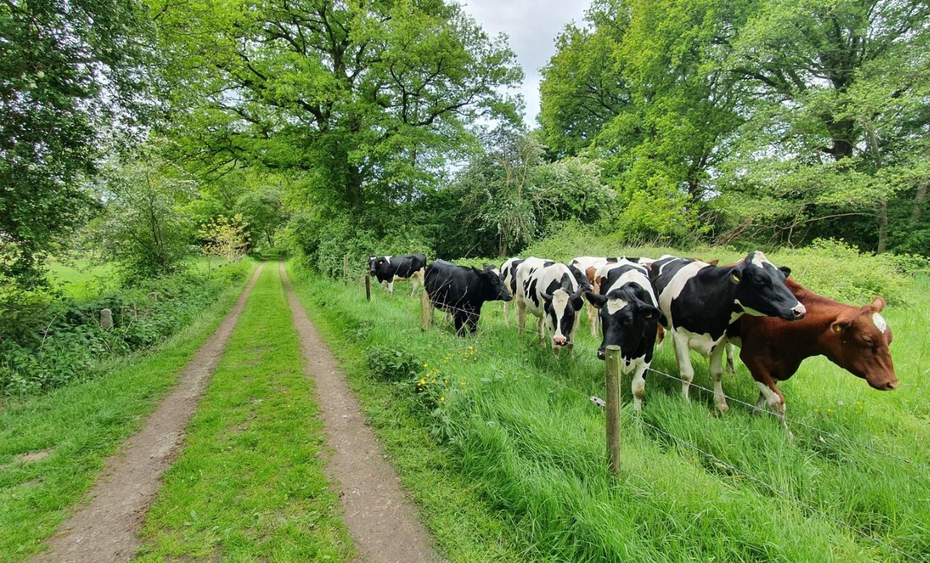 Groene wissel Dalfsen