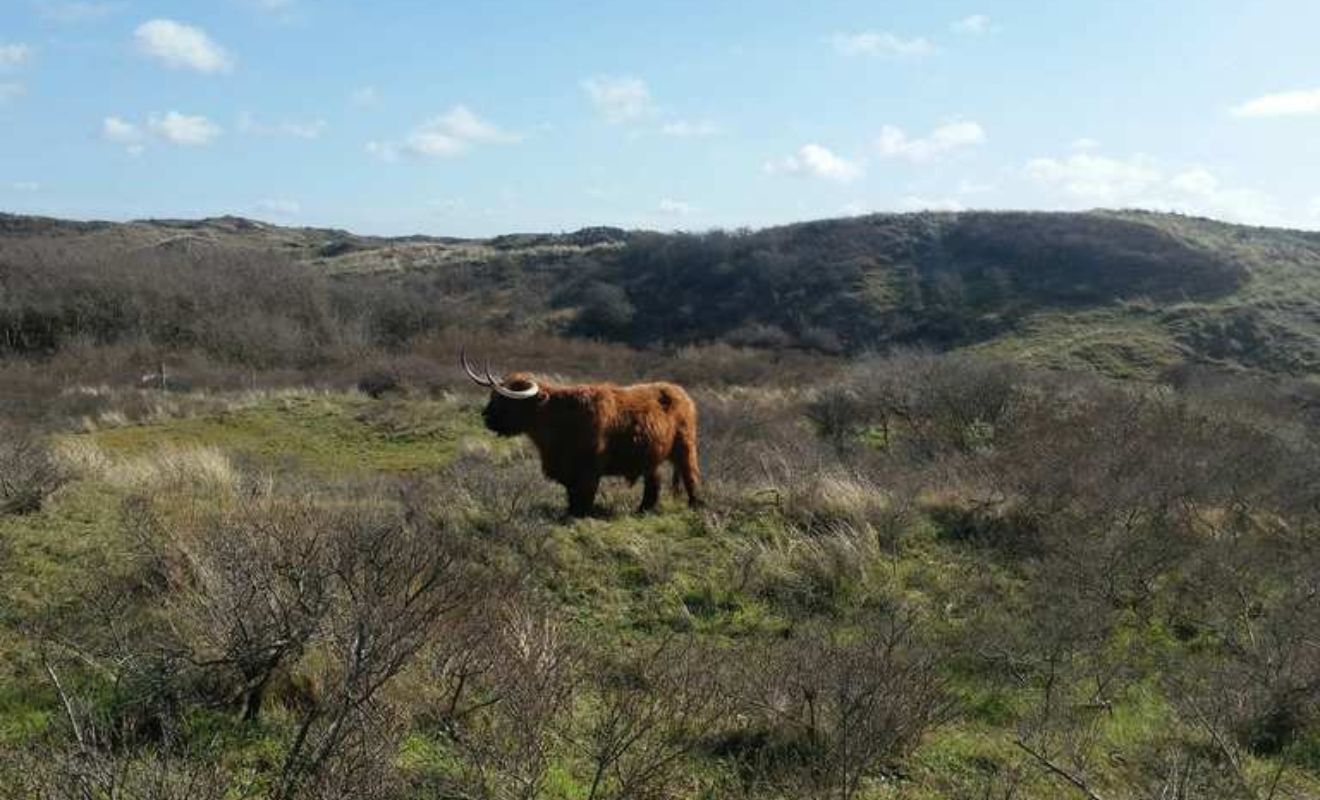 Schotse hooglanders Duindoornroute