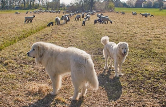 Patou Chien de Montange des Pyrenees