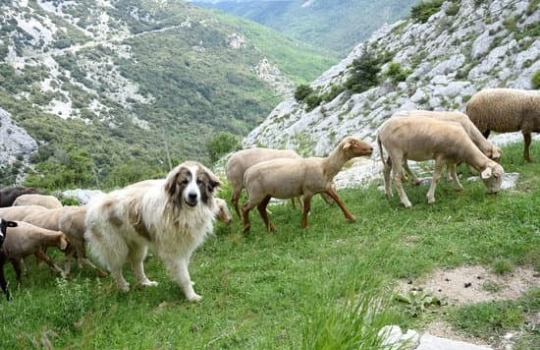 Patou berwandeling Pyreneeën
