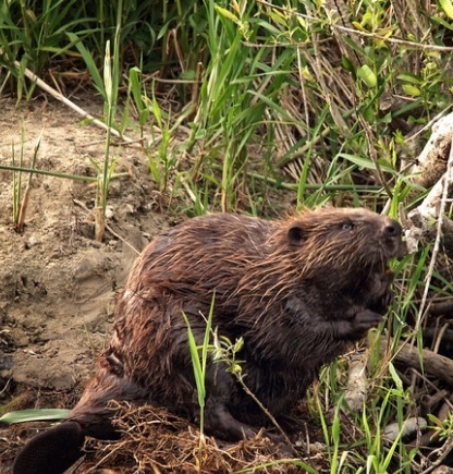 Bever in Maasduinen