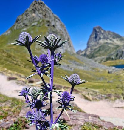 Flora in de Pyreneeën