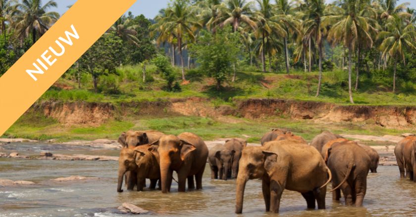 Actief Overwinteren Sri Lanka