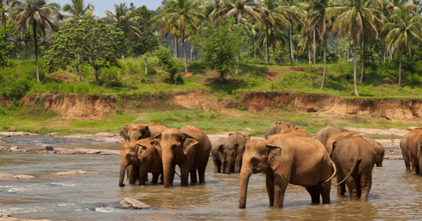 Actief Overwinteren rondreis Sri Lanka
