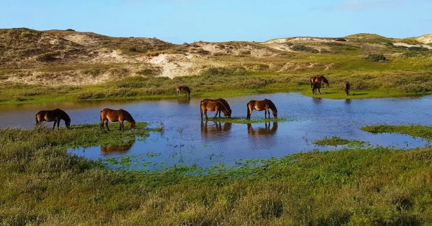 Dagwandeling Rando Reizen Egmond Binnen