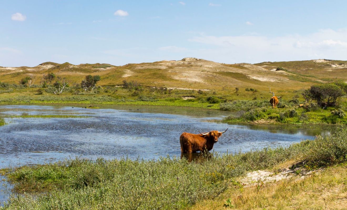Duinmeren Schotse hooglanders