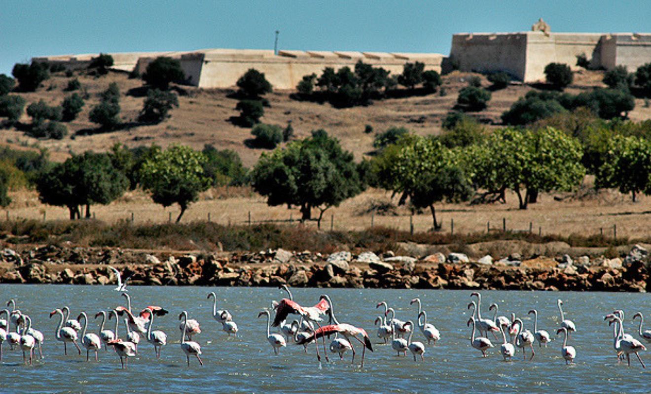 Flamingos in Reserva Natural do Sapal de Castro Marim