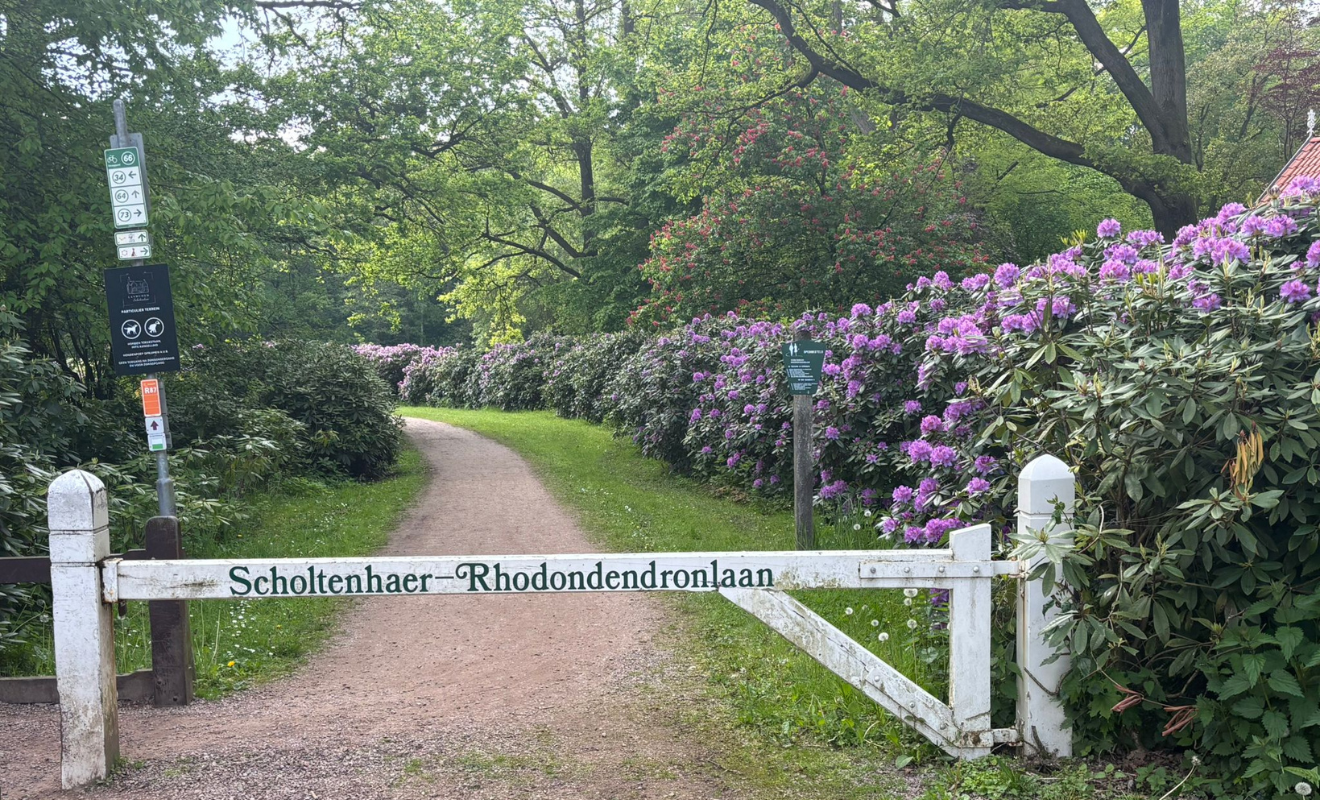 Rhodondendronlaan Oldenzaal