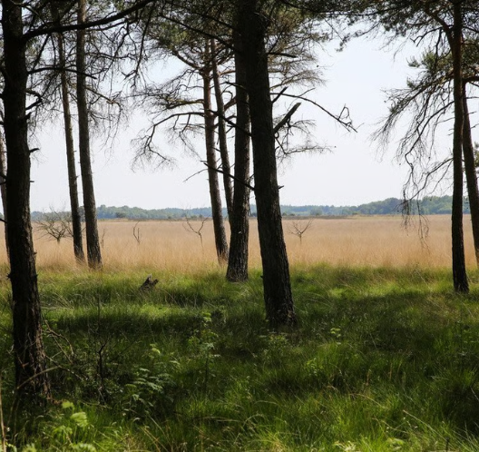 Lheederzand Dwingeloo