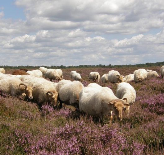 Schaapskudde op heide Dwingeloo