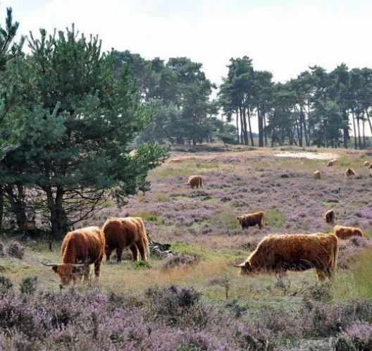 Schotse Hooglanders Dwingelerveld