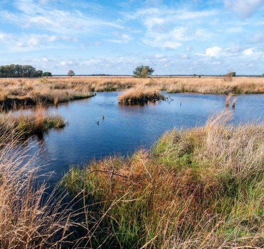 Ven in Nationaal Park Dwingelerveld met heide en wolkenlucht