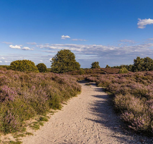 Wandelvakantie Nationaal Park Dwingelderveld