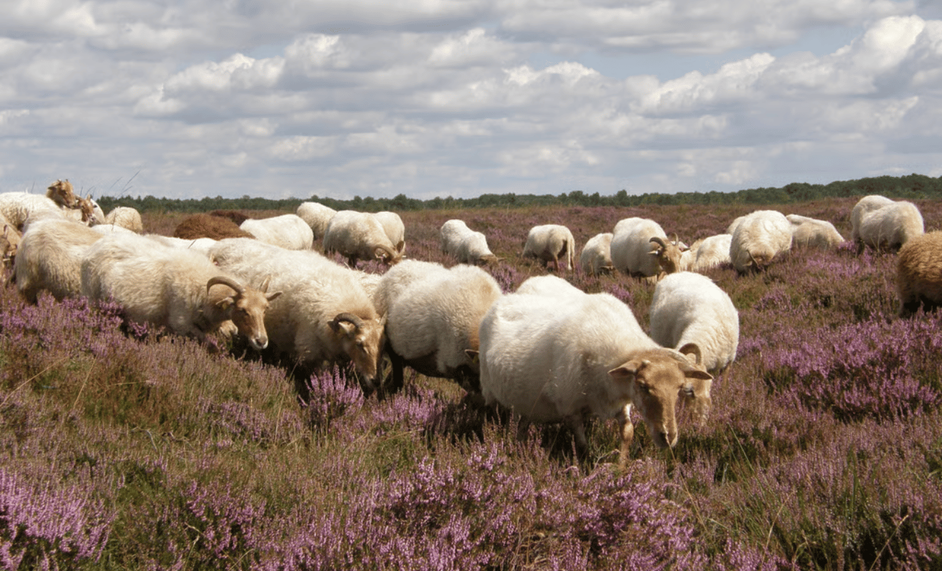 Wandelvakantie Oud en Nieuw Dwingelerveld Schaapskuddes