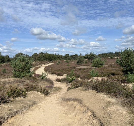 Heide en zandverstuivingen in Nationaal Park Dwingelerveldheide en zandverstuiving dwingelerveld