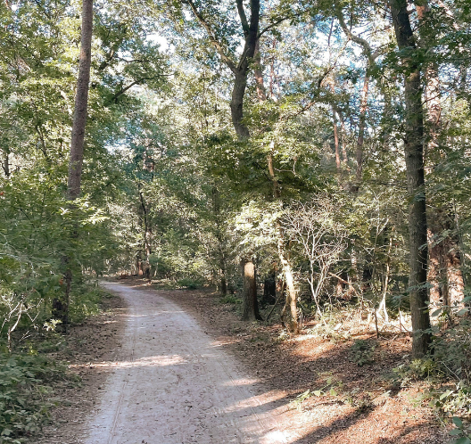 Bosrijk wandelpad in Drenthe nabij Dwingeloo