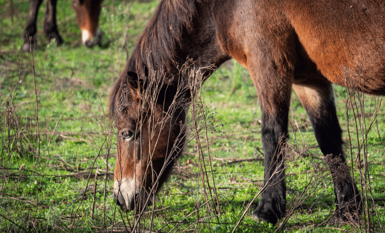 Maashorst Exmoore pony