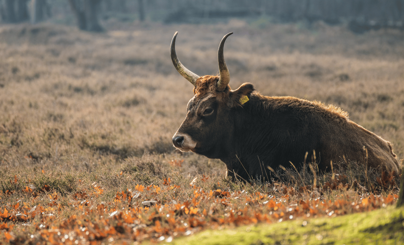 Tauros Maashorst