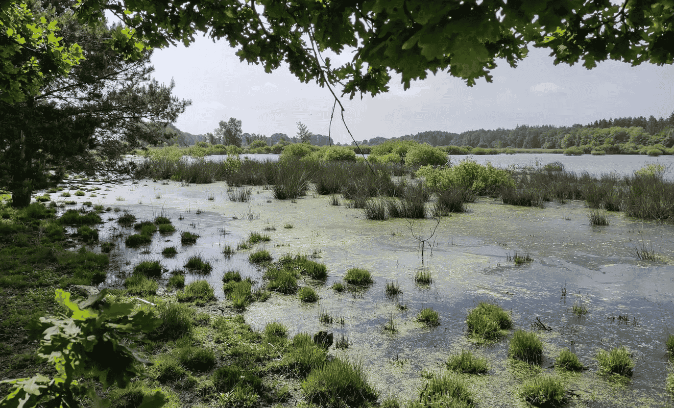 Wandelvakantie Dwingelderveld voorjaar