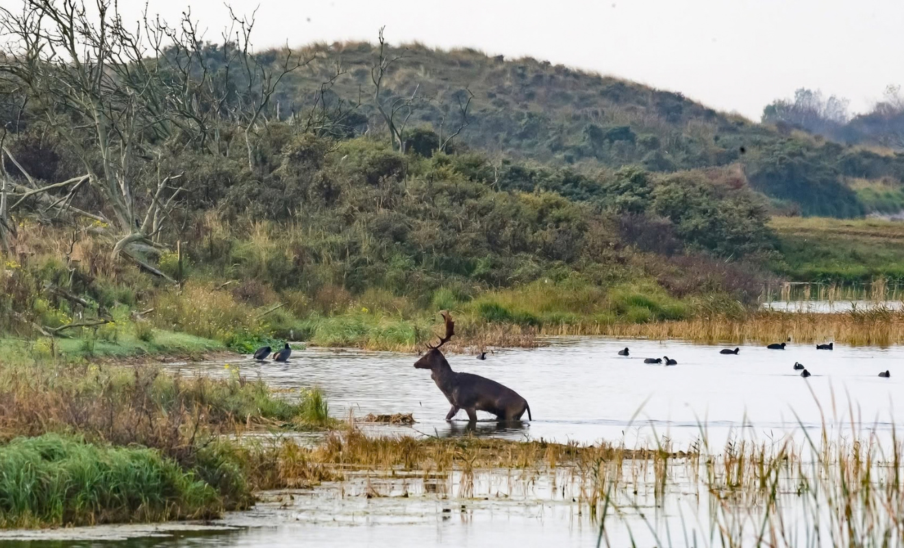 burlende damherten duinen bij Zandvoort
